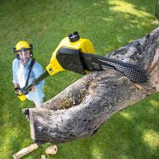 Best Pest Control for Lawns  in Alba, NY